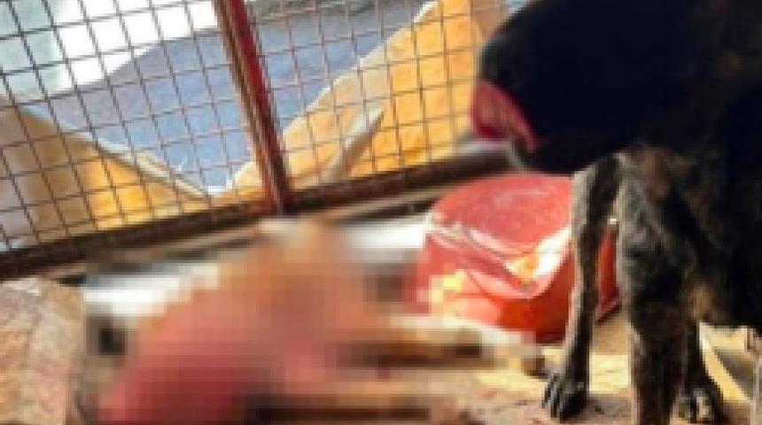 Mamak'taki hayvan barınağında korkunç görüntüler! Köpekler açlıktan birbirlerini yedi... Valilikten açıklama geldi