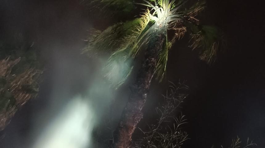 Bodrum'da yıldırımın isabet ettiği ağacın altındaki 2 otomobil yandı