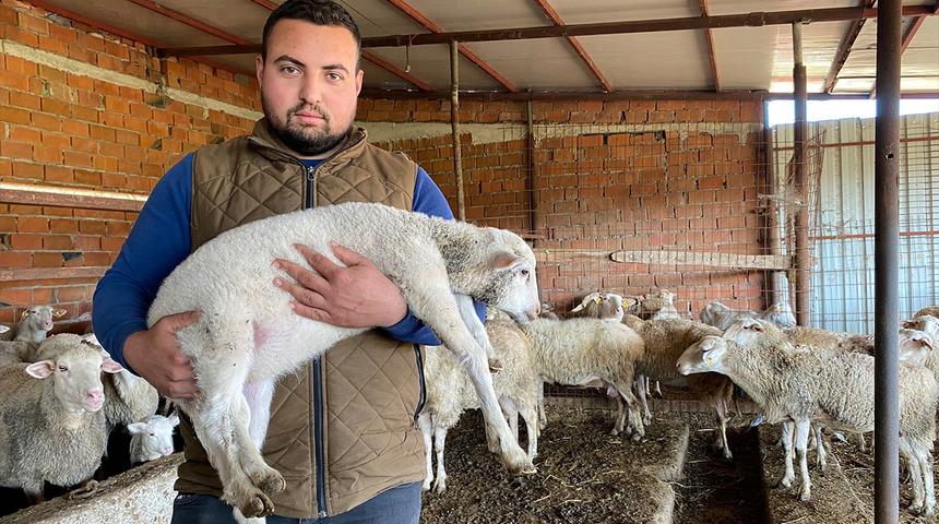 Çanakkale'de dünyaya gelen sakız melezi cinsi kuzuyu görenler şaşırdı! Sahibi doğunca beş bacaklı olduğunu anladı