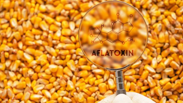 Aflatoksin nedir, neden olur? Aflatoksin nasıl anlaşılır? Aflatoksin zararları