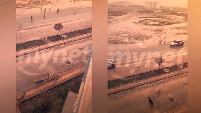 Mynet WhatsApp İhbar Hattı'na geldi, gören şaştı kaldı! Sokak köpekleri her yeri sardı, dışarı çıkmaya korkuyorlar...