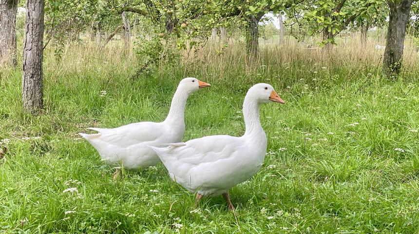 Rüyada beyaz kaz görmek ne anlama gelir? Rüyada beyaz kazın yüzdüğünü görmek neye işaret ve neye yorumlanır?