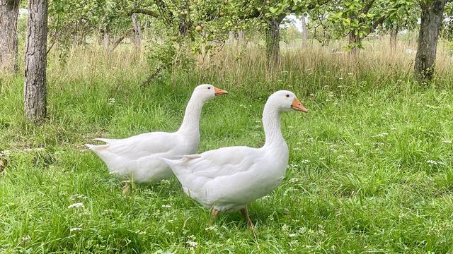 Rüyada beyaz kaz görmek ne anlama gelir? Rüyada beyaz kazın yüzdüğünü görmek neye işaret ve neye yorumlanır?