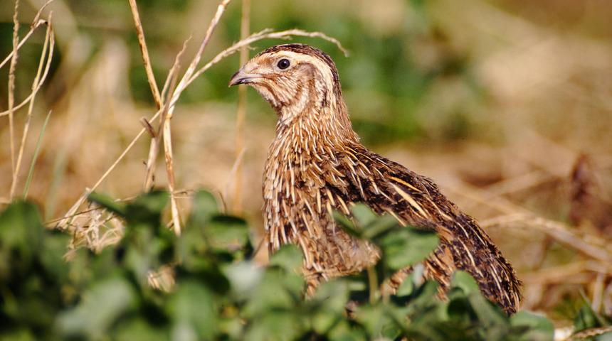 Rüyada bıldırcın görmek ne anlama gelir? Rüyada bıldırcın yemek neye işaret ve neye yorumlanır?