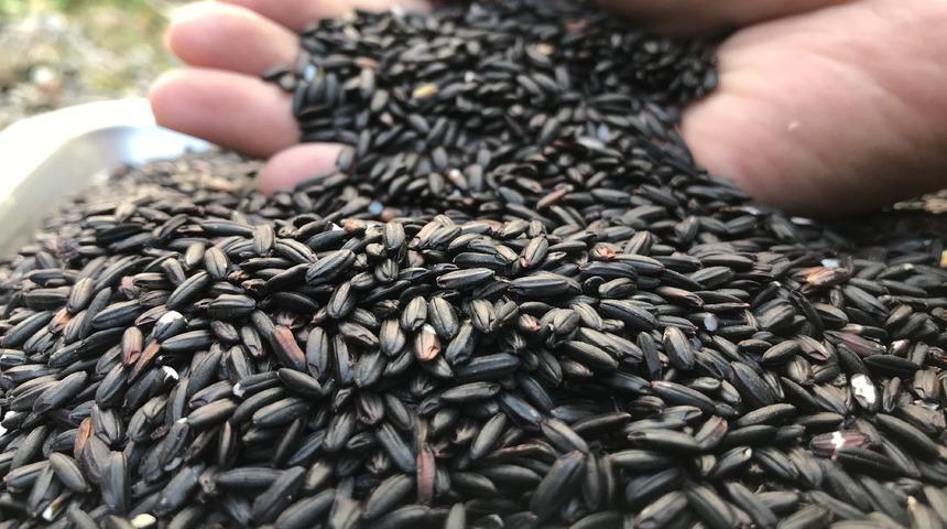 Siyah pirincin besin değeri kaç? Siyah pirinç kilo aldırır mı? Siyah pirinç kalorisi ve besin değeri