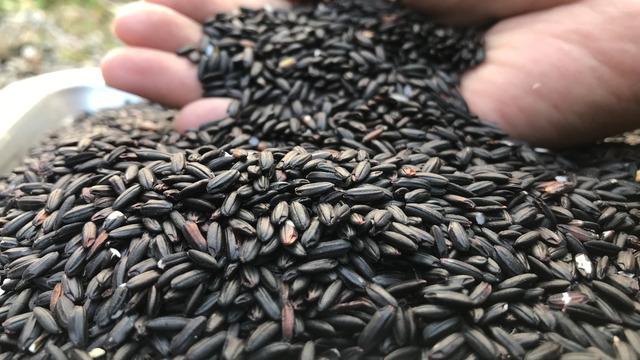 Siyah pirinç faydaları nelerdir? Siyah pirinç ne işe yarar, neye iyi gelir?