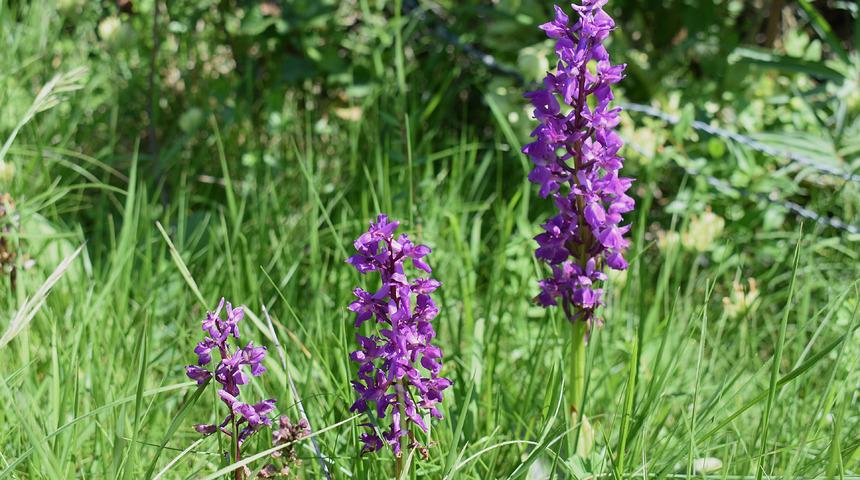 Salep tohumu nasıl olur, nerede bulunur? Salep tohumu nasıl ve ne zaman ekilir?