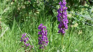 Salep tohumu nasıl olur, nerede bulunur? Salep tohumu nasıl ve ne zaman ekilir?