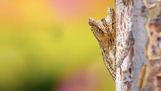 İshak kuşu nedir, özellikleri nelerdir? İshak kuşu ne yer? İshak kuşu sesi, anlamı ve efsanesi