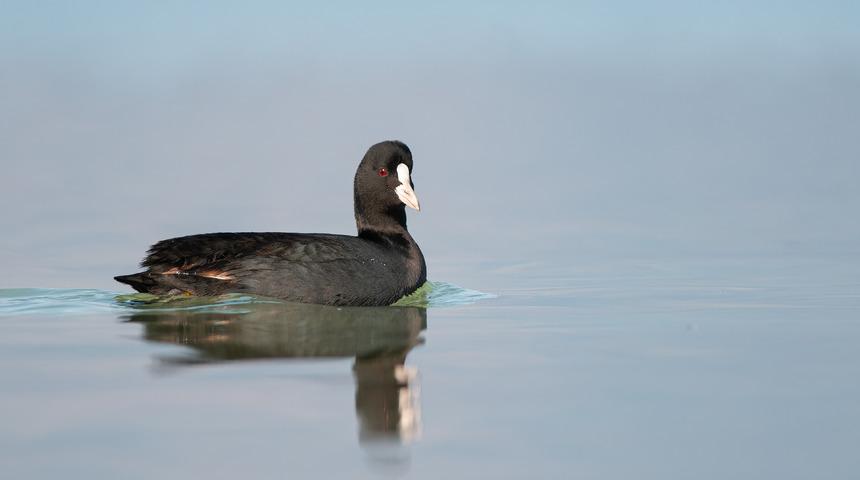 Sakarmeke nedir? Sakarmeke kuşu nerede yaşar ve ne yer? Sakarmeke kuşu sesi ve özellikleri