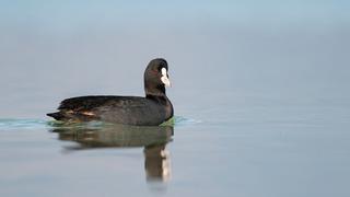 Sakarmeke nedir? Sakarmeke kuşu nerede yaşar ve ne yer? Sakarmeke kuşu sesi ve özellikleri
