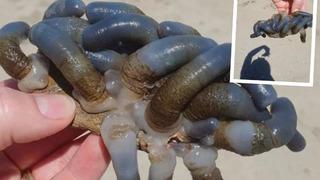 5 yaşındaki çocuk sahilde buldu! Sosyal medyadan paylaşınca viral oldu: Daha önce görmedim, çok tehlikeli