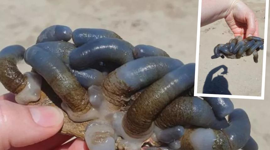 5 yaşındaki çocuk sahilde buldu! Sosyal medyadan paylaşınca viral oldu: "Daha önce görmedim, çok tehlikeli"