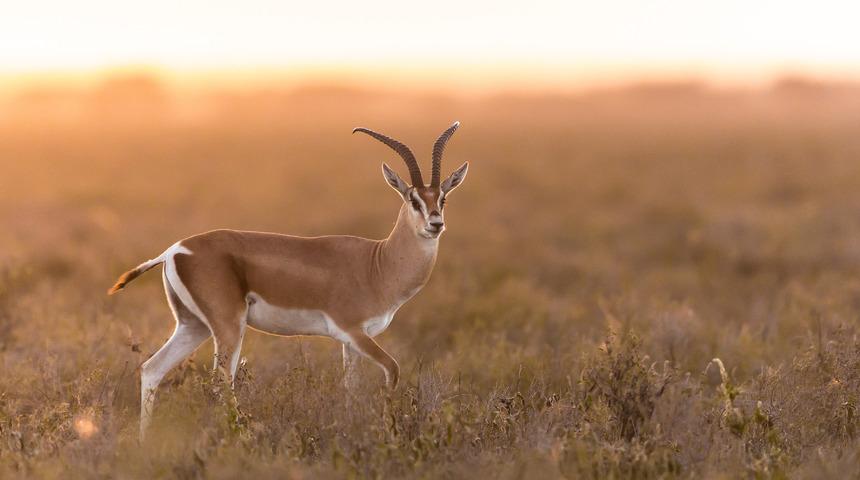 Rüyada ceylan görmek ne anlama gelir? Rüyada ceylan sürüsü görmek neye işaret ve neye yorumlanır?