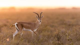 Rüyada ceylan görmek ne anlama gelir? Rüyada ceylan sürüsü görmek neye işaret ve neye yorumlanır?