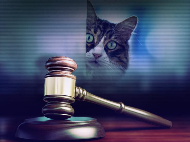 Skandal yaratan dava: Kadın, kendisinden daha çok kedisine bakan kocasını mahkemelik etti! Hakimler dayanamayıp azarladı