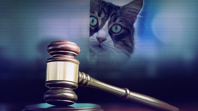 Skandal yaratan dava: Kadın, kendisinden daha çok kedisine bakan kocasını mahkemelik etti! Hakimler dayanamayıp azarladı