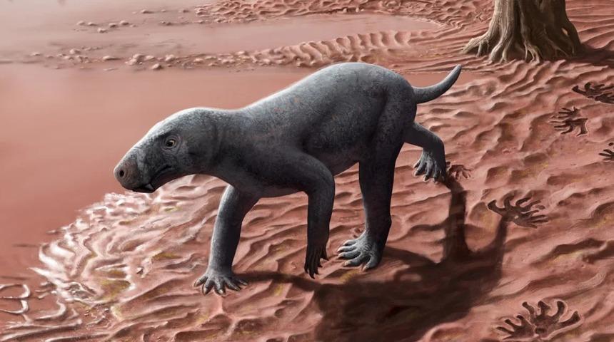 280 milyon yıllık!  Fosil türünün en eski örneği bulundu