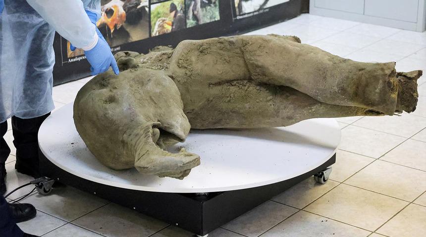 Bilim dünyasında şok etkisi yarattı! "Yana" isimli mamutun 50 bin yıllık olduğu düşünülüyor