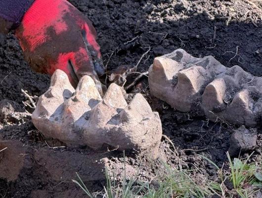 Evlerinin bahçesinde buldular! "Resmen çene kemiği"