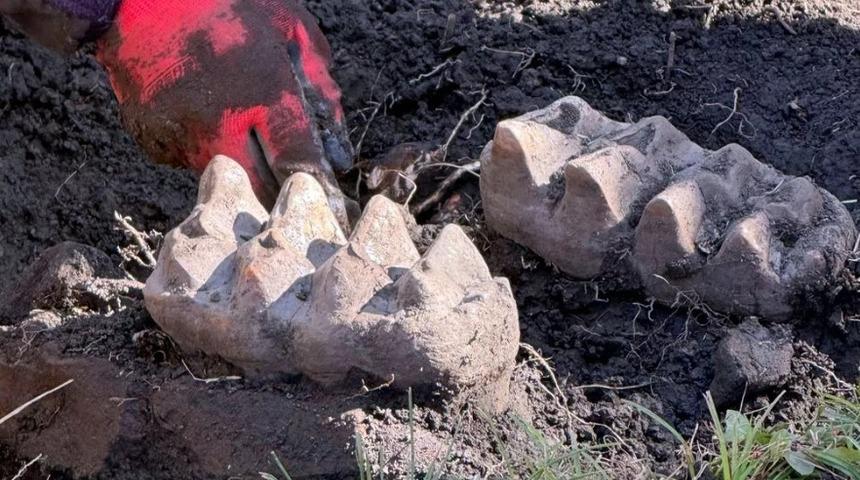 Evlerinin bahçesinde buldular! Ne olduğunu anlayamadılar... Sosyal medyada gündem yaratan buluş: "Resmen çene kemiği"