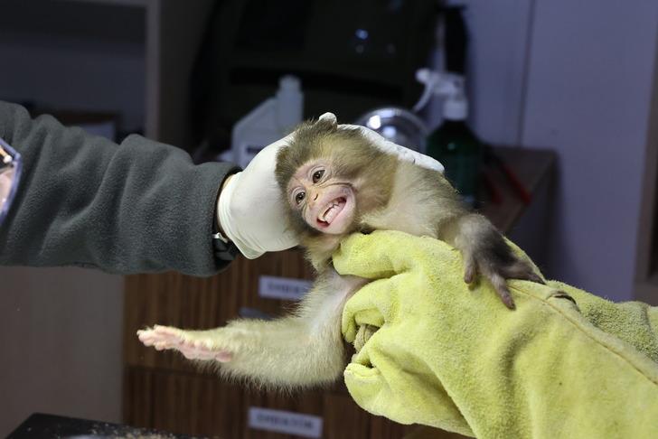 X-ray cihazından geçirince ne olduğunu anladılar... Beslenmesi yasak maymun otobüs terminalinde yakalandı!  G5