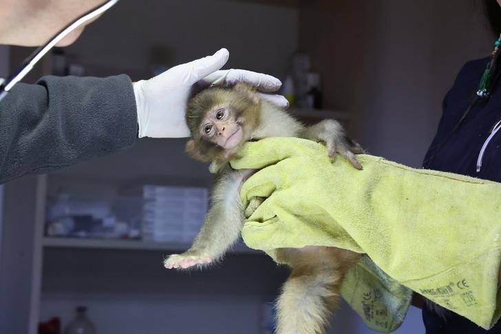 X-ray cihazından geçirince ne olduğunu anladılar... Beslenmesi yasak maymun otobüs terminalinde yakalandı!  G4