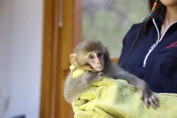X-ray cihazından geçirince ne olduğunu anladılar... Beslenmesi yasak maymun otobüs terminalinde yakalandı!  G3