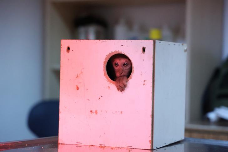 X-ray cihazından geçirince ne olduğunu anladılar... Beslenmesi yasak maymun otobüs terminalinde yakalandı!  G2