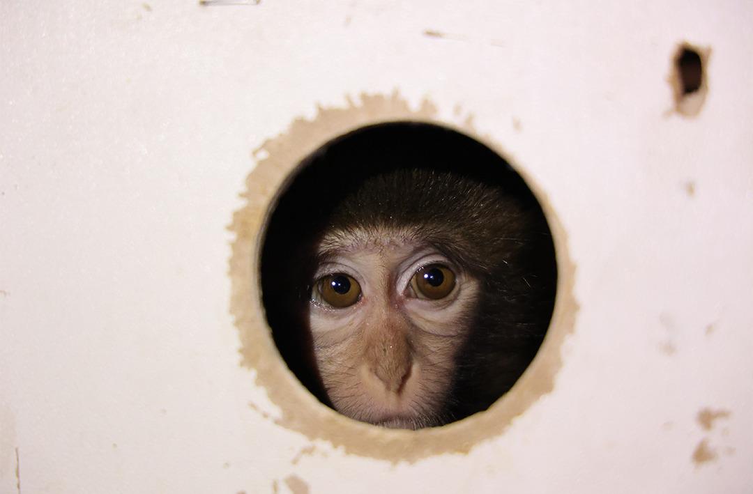 X-ray cihazından ge&ccedil;irince ne olduğunu anladılar... Beslenmesi yasak maymun otob&uuml;s terminalinde yakalandı! 