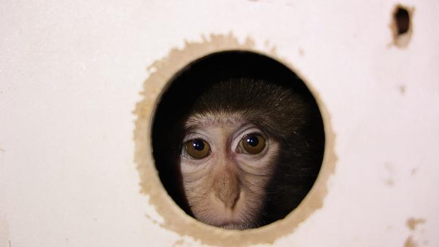 X-ray cihazından geçirince ne olduğunu anladılar... Beslenmesi yasak maymun otobüs terminalinde yakalandı! 