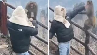 Kimse beklemiyordu! Gerinip gerinip bir anda maymuna yumruk attı: İzlemesi tatmin edici