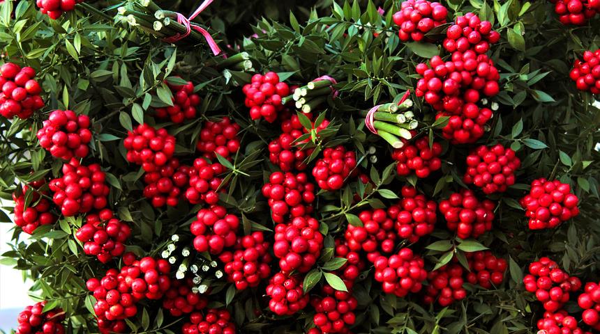 Yılbaşı çiçeği adı nedir? Yılbaşı çiçeği çeşitleri nelerdir?