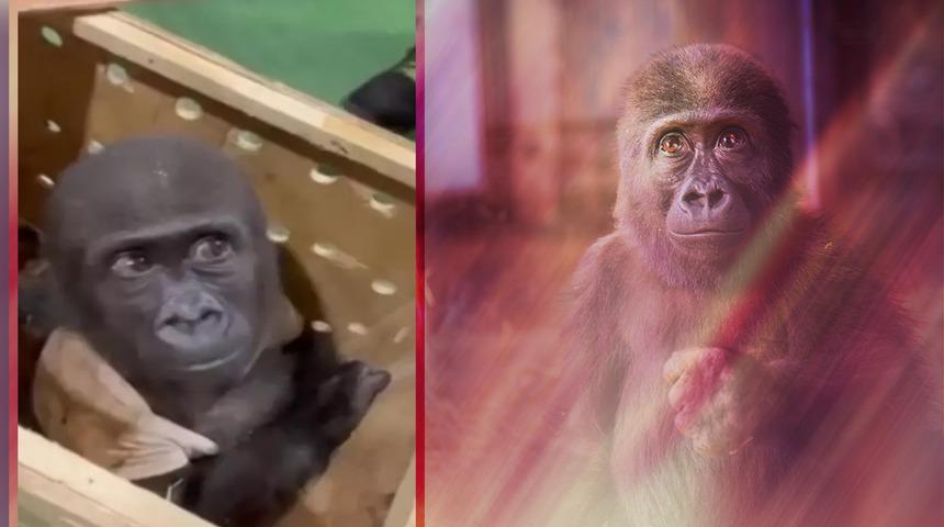 İstanbul Havalimanı'nda yakalanan goril yavrusu kendisini merak eden arkadaşlarına seslendi