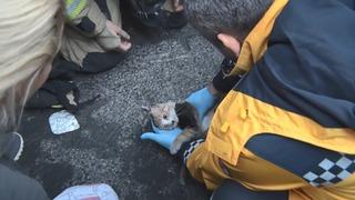 Beyoğlu'nda yangında dumandan etkilenen kediye kalp masajı