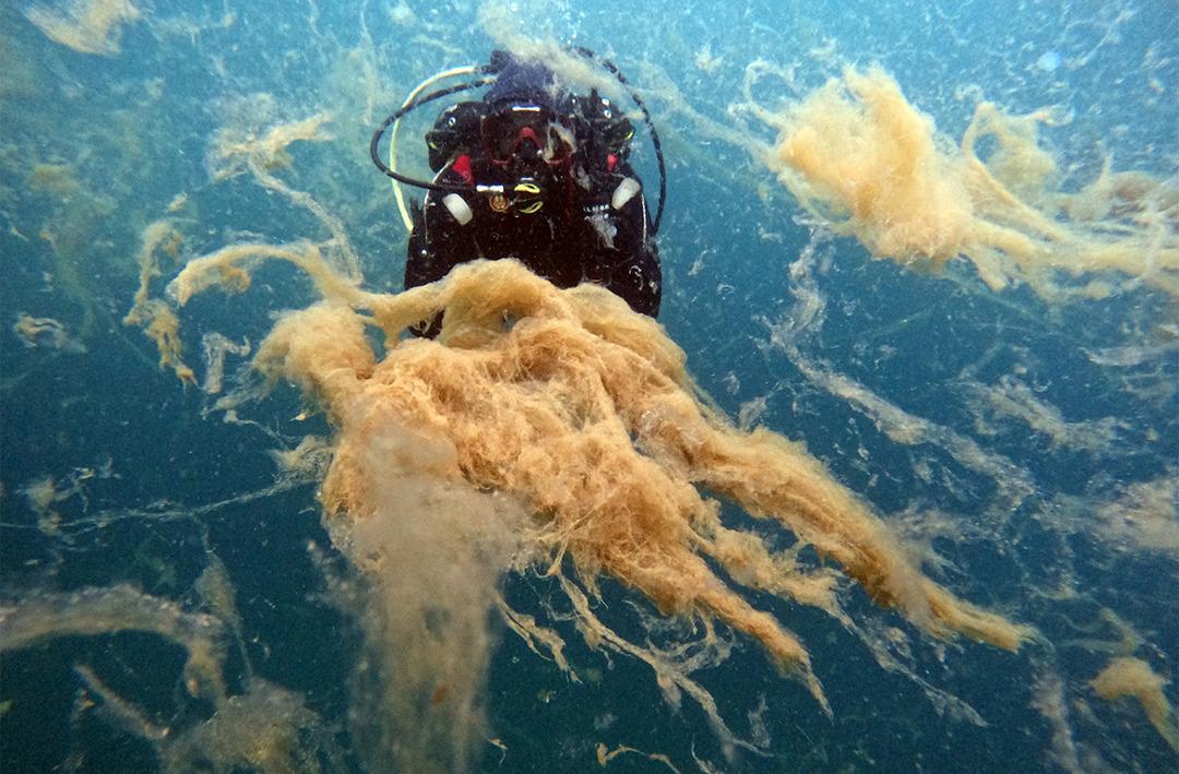 Neredeyse insan boyutunda! Dalgı&ccedil;lar bile şaştı kaldı... Bu korkutucu manzara Marmara Denizi'nden