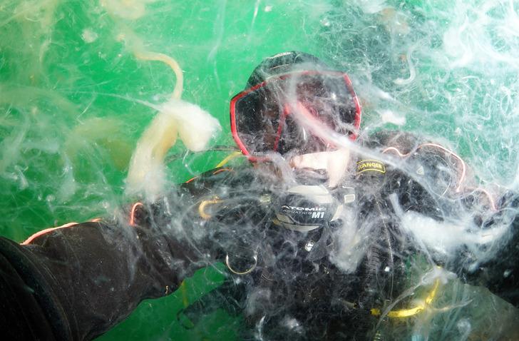 Neredeyse insan boyutunda! Dalgıçlar bile şaştı kaldı... Bu korkutucu manzara Marmara Denizi'nden G1