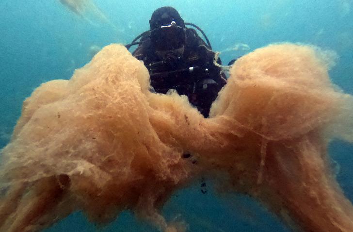 Neredeyse insan boyutunda! Dalgıçlar bile şaştı kaldı... Bu korkutucu manzara Marmara Denizi'nden G2