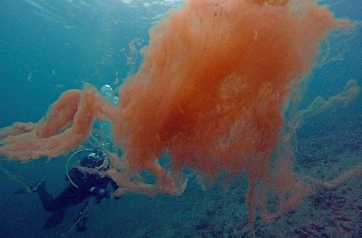Neredeyse insan boyutunda! Dalgıçlar bile şaştı kaldı... Bu korkutucu manzara Marmara Denizi'nden G3