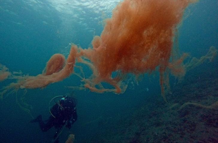Neredeyse insan boyutunda! Dalgıçlar bile şaştı kaldı... Bu korkutucu manzara Marmara Denizi'nden G4