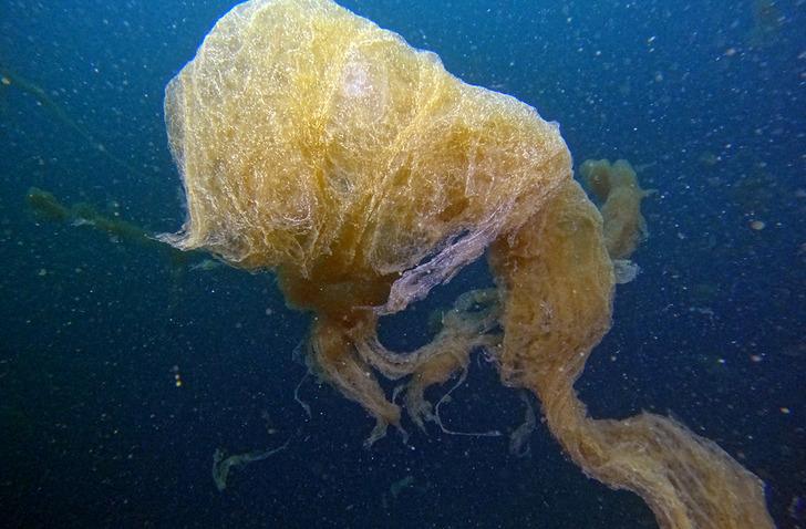 Neredeyse insan boyutunda! Dalgıçlar bile şaştı kaldı... Bu korkutucu manzara Marmara Denizi'nden G5