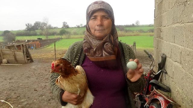 Hediye tavuğun mavi yumurtası geçim kaynağı oldu