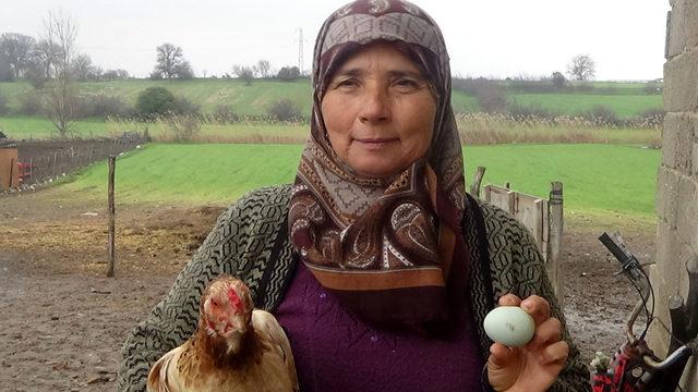 Hediye tavuğun mavi yumurtası geçim kaynağı oldu