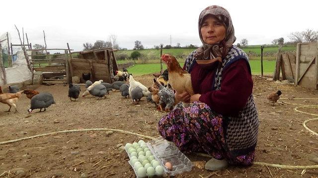 Hediye tavuğun mavi yumurtası geçim kaynağı oldu