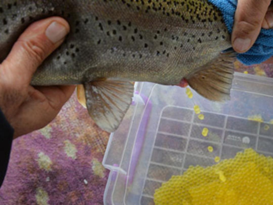 Denizi yok ama bu işte &ccedil;ok iddialılar!