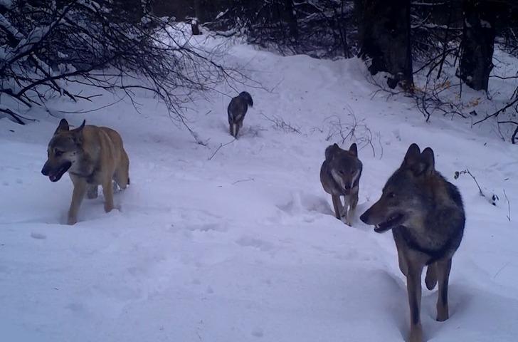 Uludağ'da kurt sürüsü görüntülendi! Fotokapanla çekilen eşsiz anlar görenleri şaşkına çevirdi G5