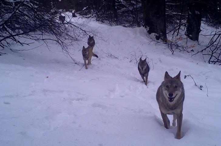Uludağ'da kurt sürüsü görüntülendi! Fotokapanla çekilen eşsiz anlar görenleri şaşkına çevirdi G4