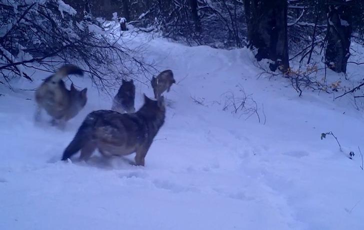 Uludağ'da kurt sürüsü görüntülendi! Fotokapanla çekilen eşsiz anlar görenleri şaşkına çevirdi G3