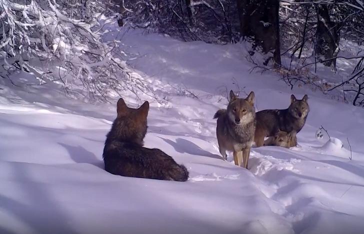 Uludağ'da kurt sürüsü görüntülendi! Fotokapanla çekilen eşsiz anlar görenleri şaşkına çevirdi G2