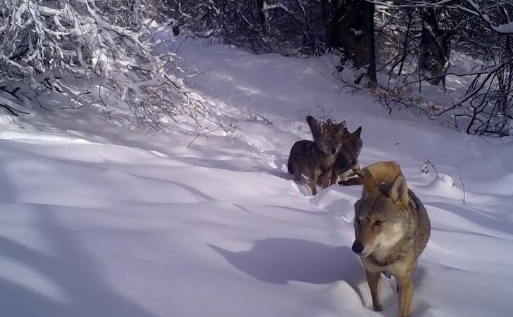 Uludağ'da kurt sürüsü görüntülendi! Fotokapanla çekilen eşsiz anlar görenleri şaşkına çevirdi G1